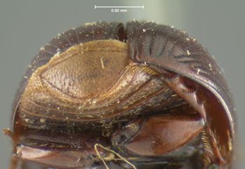 Media type: image;   Entomology 8352 Aspect: pygidium